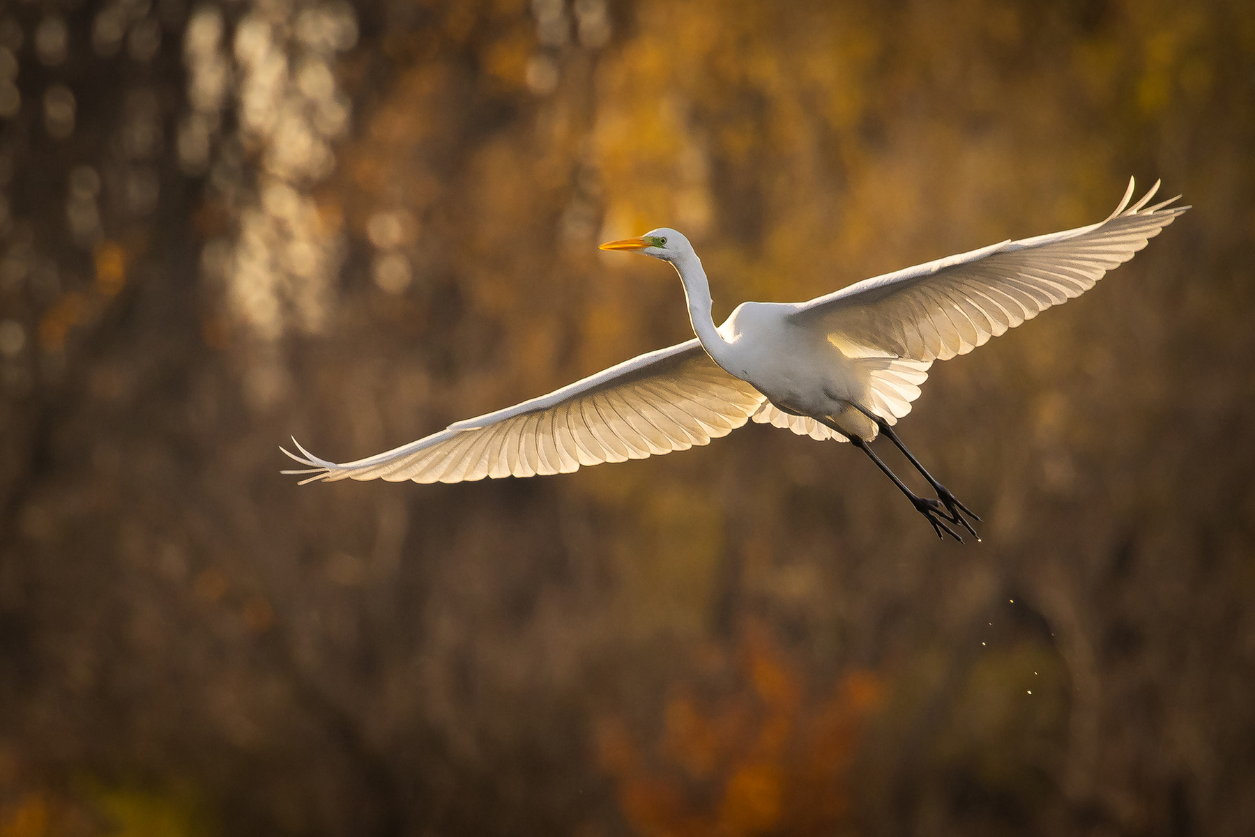 Heron 