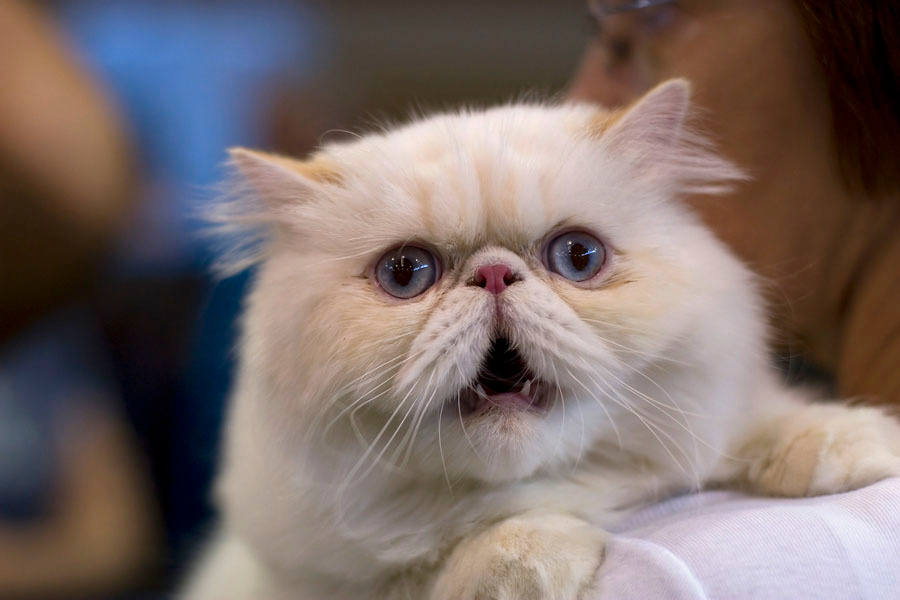 27169 Angry Persian cat 