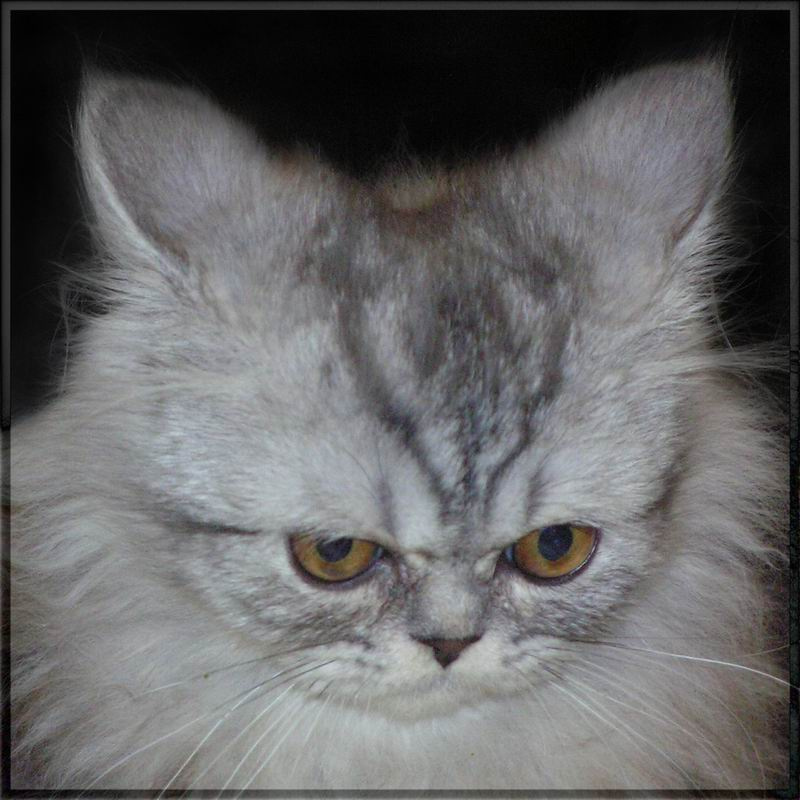 Всё бесит!!! ;) кот кошка выставка