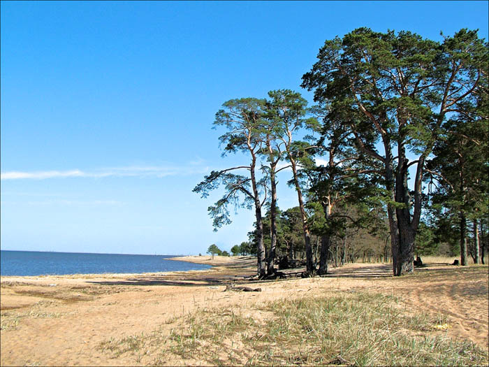 Три цвета песок, сосны, вода, небо