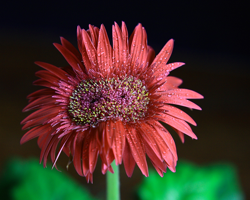 twin flower 