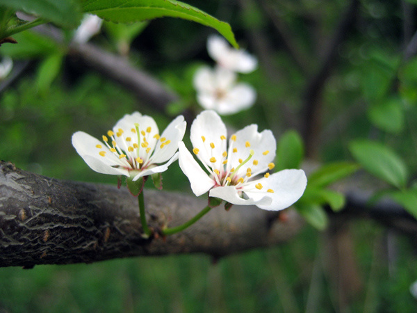 Sakura по-московски вишня, сакура