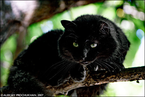 Wild thing... кот черный дикий большой страшный