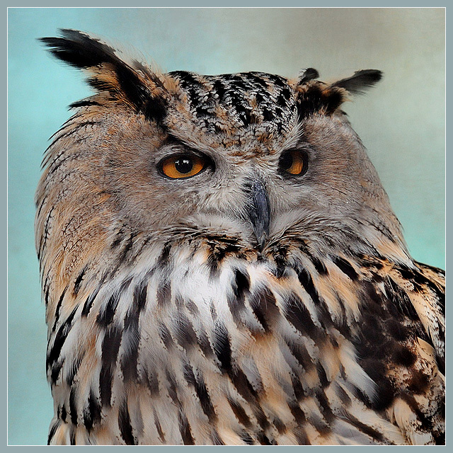 Портрет вельможи филин Bubo bubo