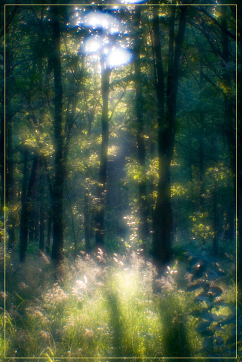 Magic wood#2 (монокль) монокль