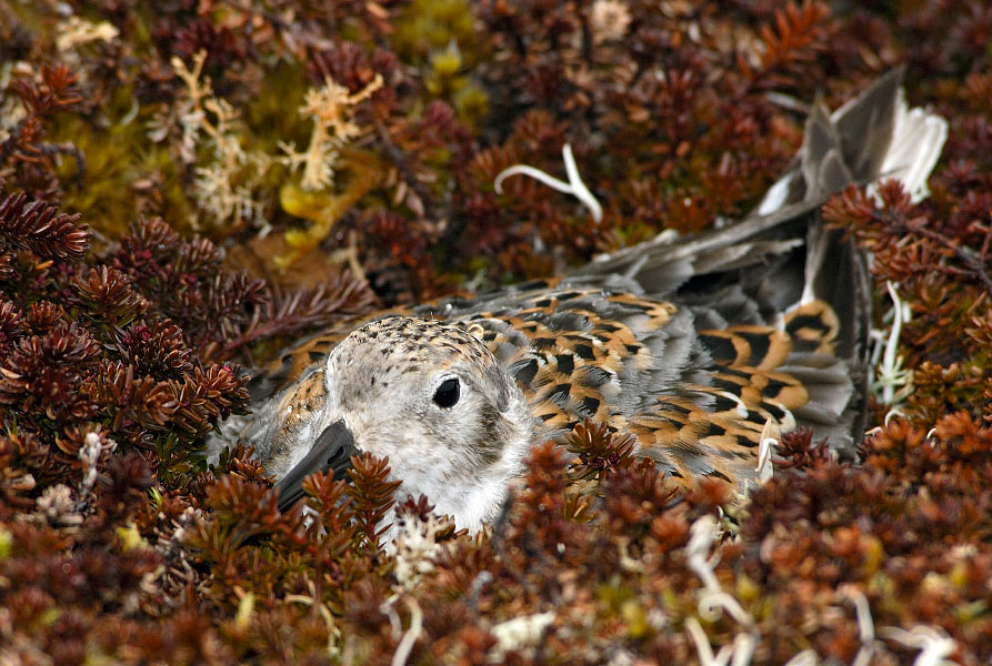 Песочник Берингийский песочник, Calidris ptilocnemis, Остров Св. Георгия, о-ва Прибылова, Rock Sandpiper, St. George Island, the Pribilofs, Bering Sea, Alaska