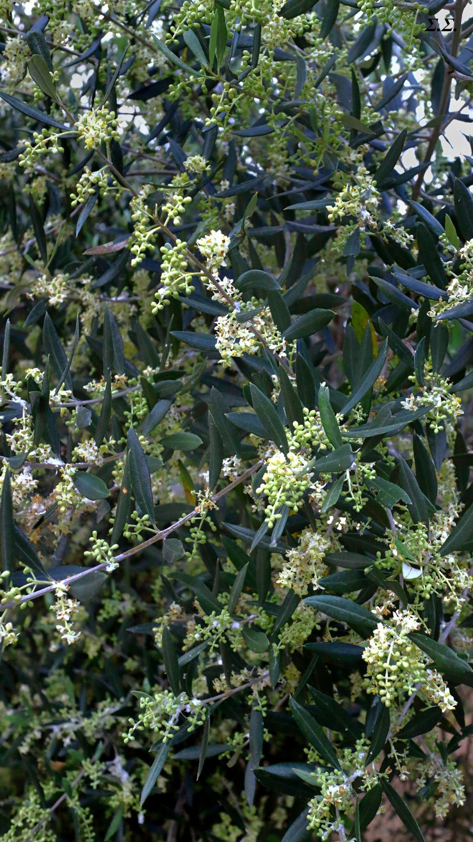 FLOWERED OLIVE TREE 