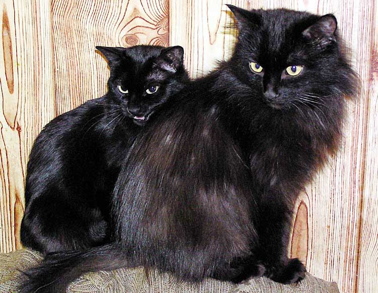 Кошки кошки