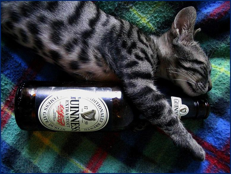 Жизнь хороша! Кот котик кошак кошка котёнок зверь животное сон пиво полосатик морда