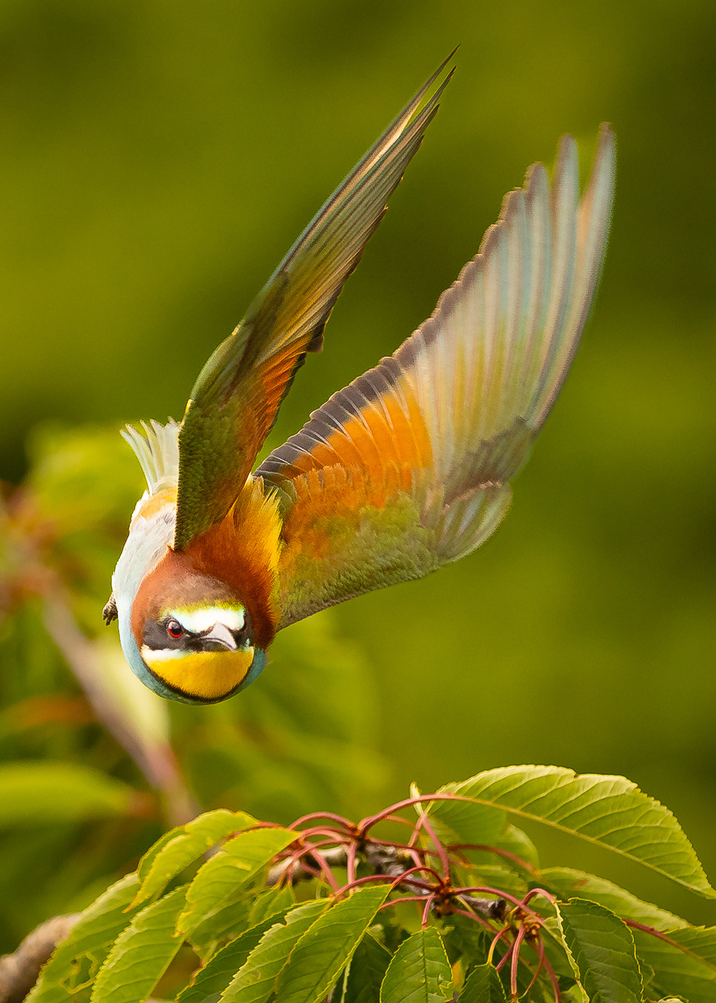 Bee-eater 