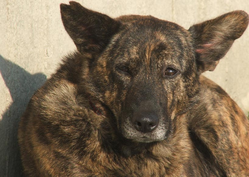 sad dog 