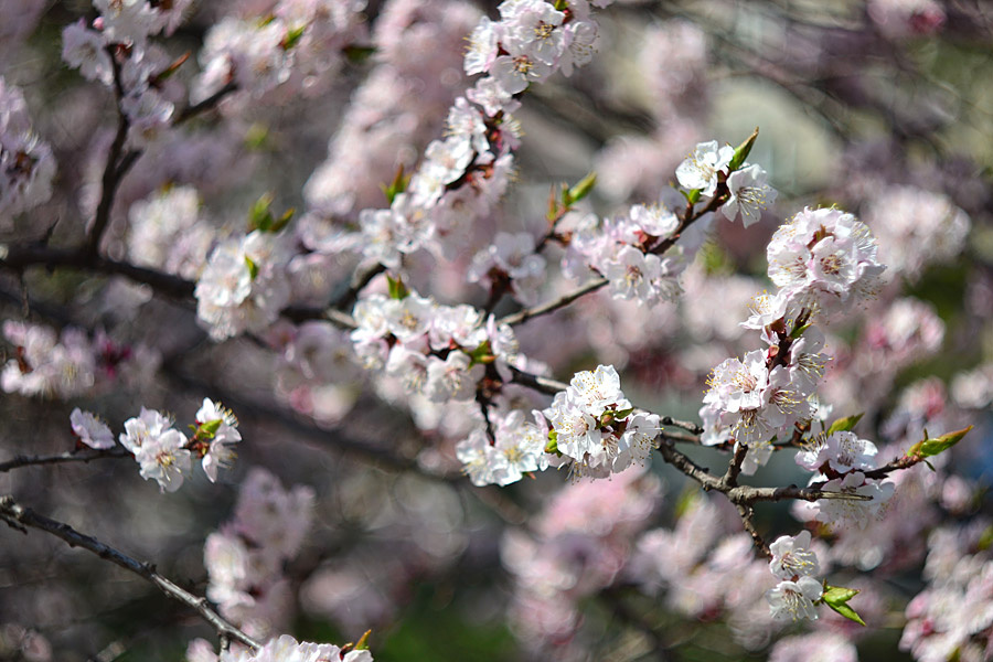 in bloom 