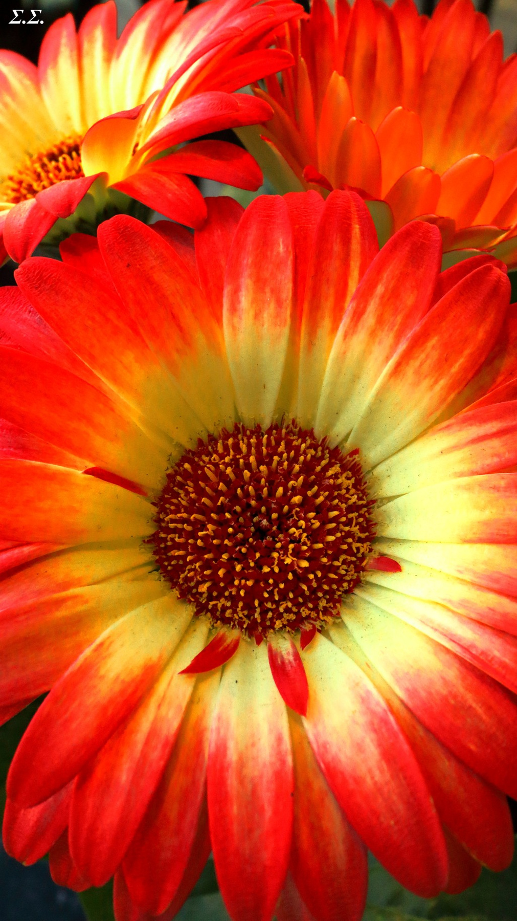 BLUME 