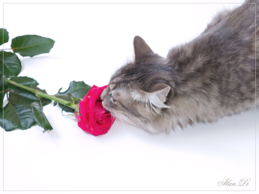 Коты и Розы:) кот котенок роза
