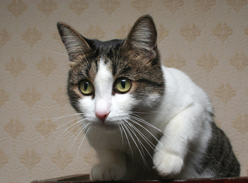 намерение кот котик глаза лапа