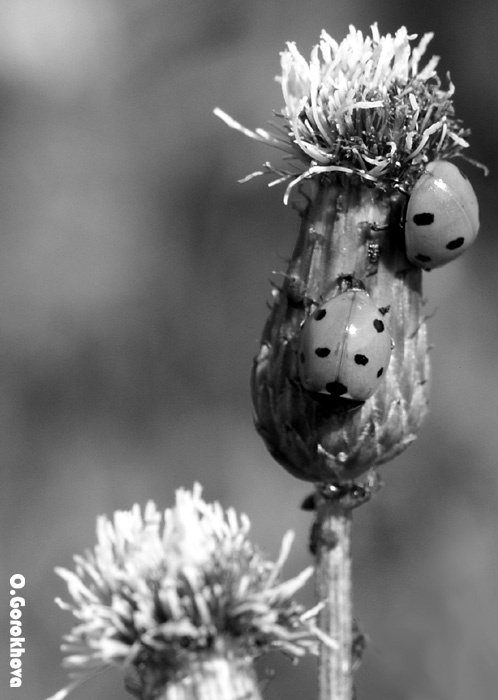 LadyBird-s 