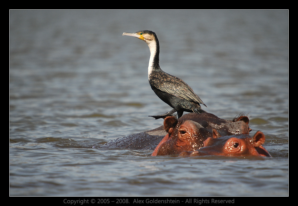 Поднять перископ! Африка, Кения, озеро Найваша баклан White-necked-Cormorant бегемот, гиппопотам Hippopotamus