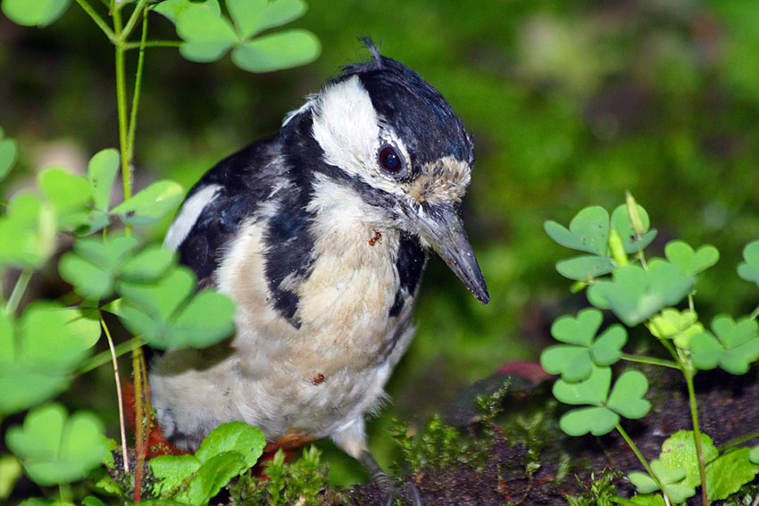 Не отвлекай мы кушаем пестрый дятел Dendrocopus major