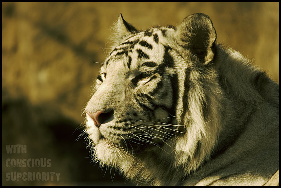 with conscious superiority 