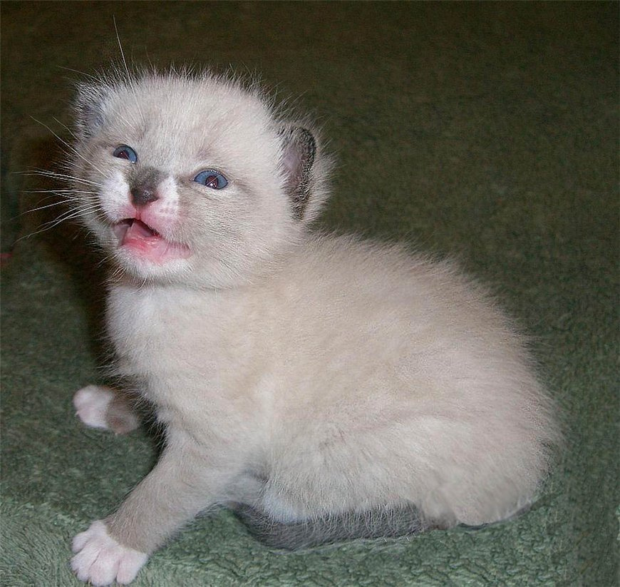  лапочка дочка  котёнок малыш