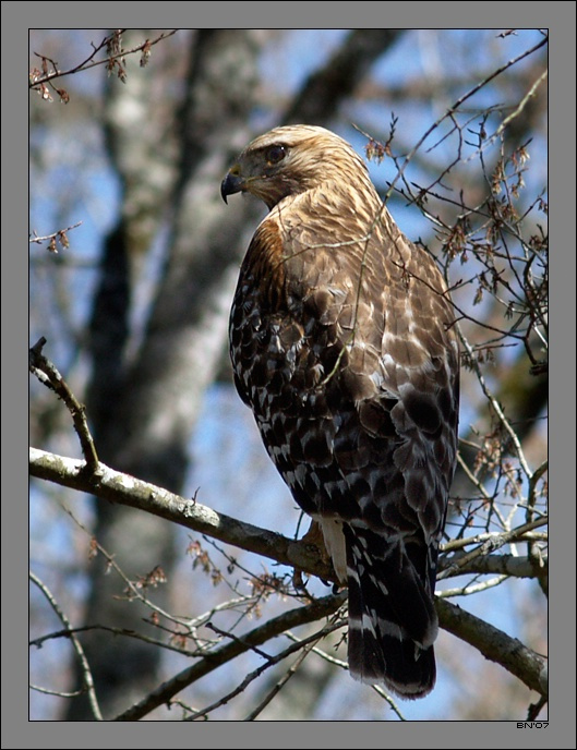 Канюк красноплечий. Птица серьезная птица, Канюк красноплечий, Buteo lineatus