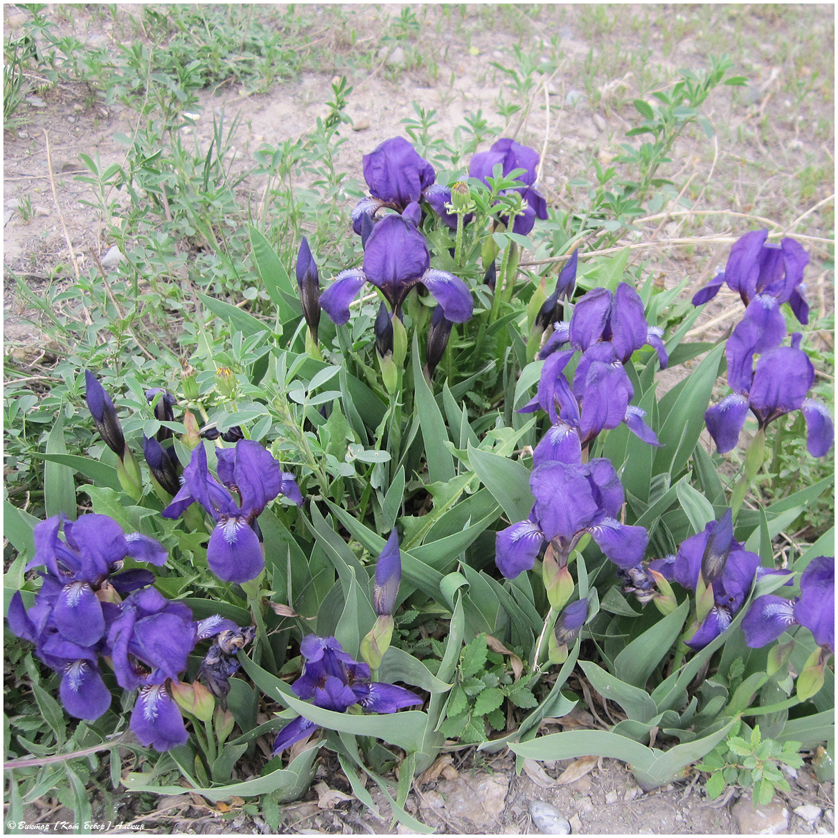 Ирисы природа, flower, цветы
