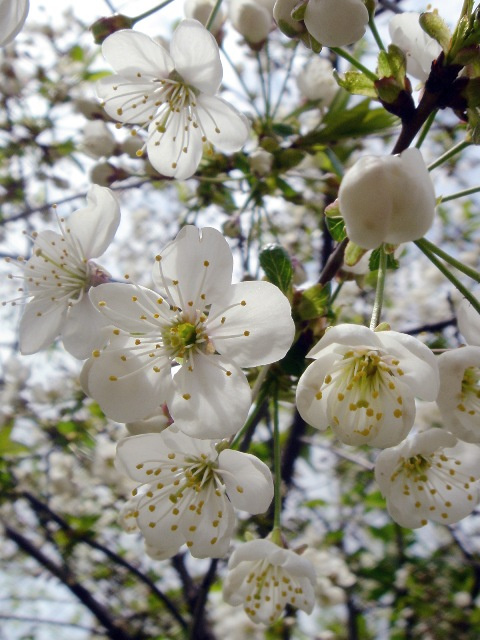 vesna 