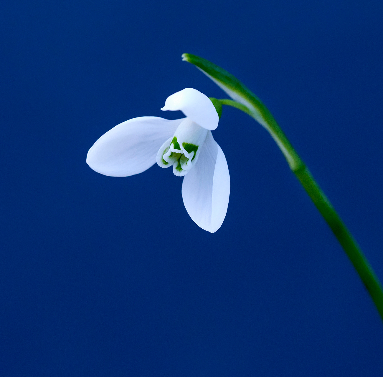 snowdrop 
