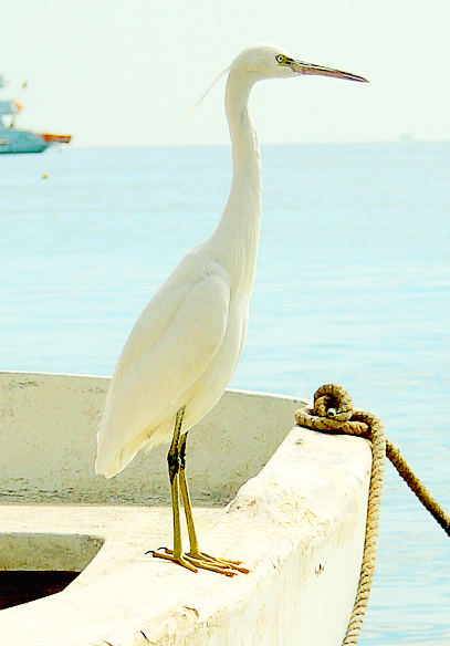 На море птица