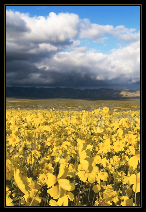 *** Carrizo Plain облака цветы