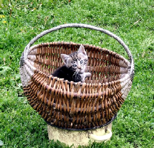 Мой адрес не дом и не улица...(мой адрес корзинка) Кошка корзинка деревня