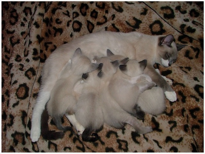 Мама-свинка ;) кошка котята