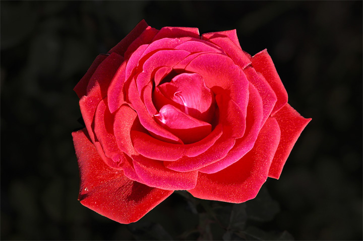 red rose rose