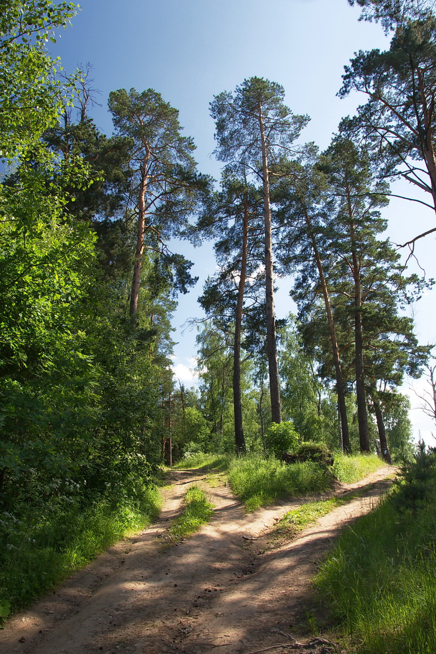 Природа Подмосковья природа, лес, солнце, Подмосковье, дорога, лесная дорога, juriy68, деревья