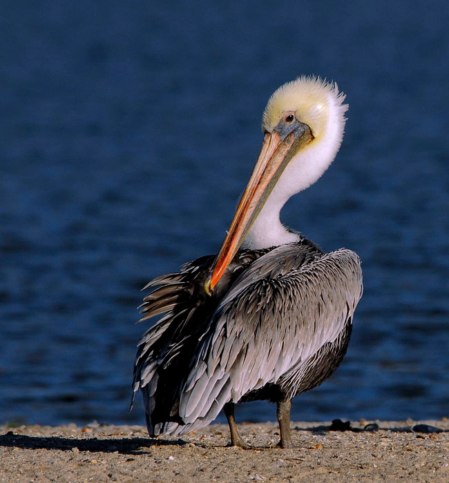 Чистюля Бурый пеликан, Pelecanus occidentalis, Лагуна Малибу, Brown Pelican, Malibu Lagoon, California