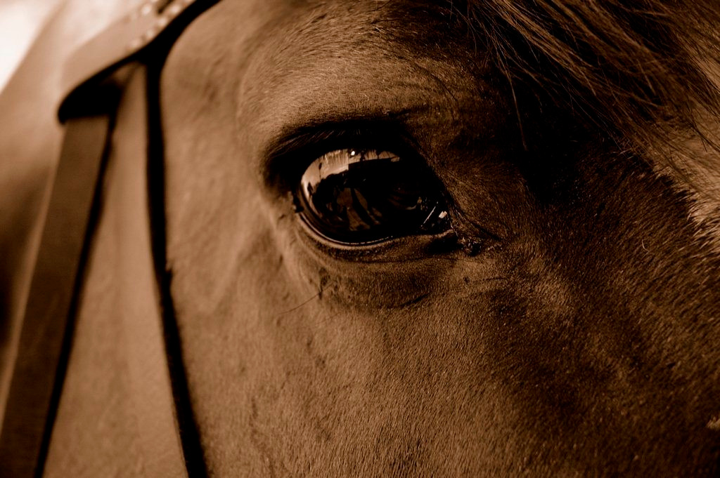 Horse 