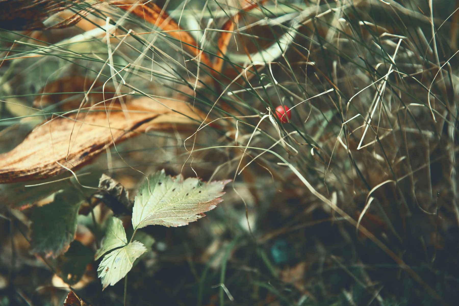 Я люблю лес 