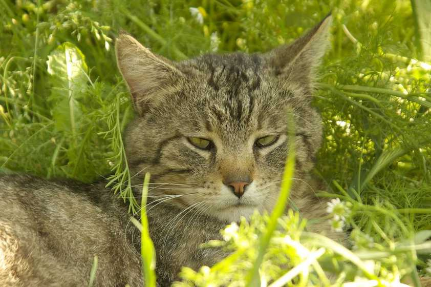 Царь зверей кот