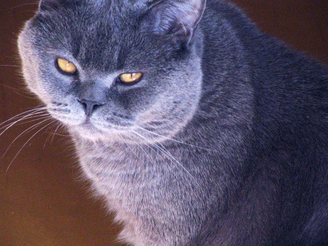 Крис кот, британец