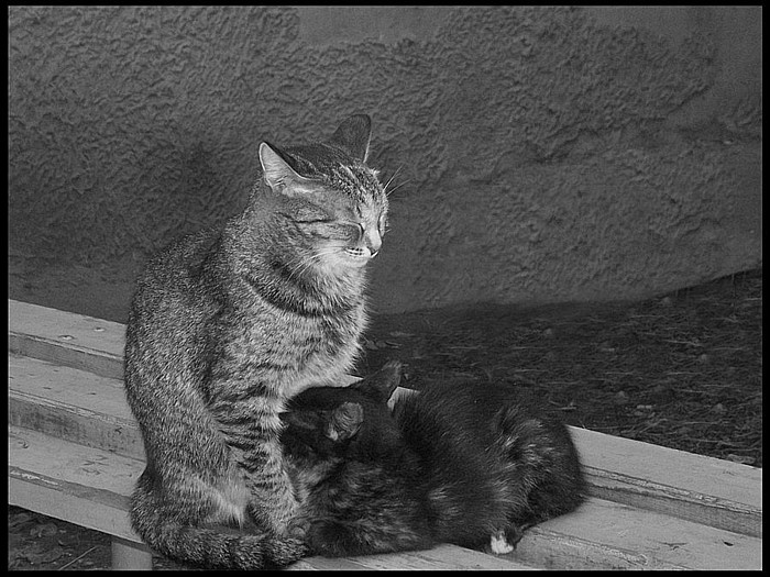 кошки кошки