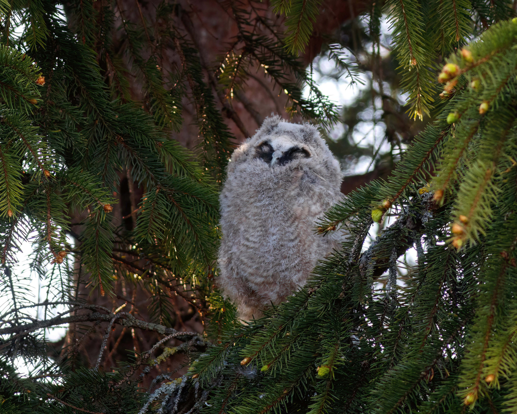 Грёзы Ушастая сова Asio otus Long-eared owl