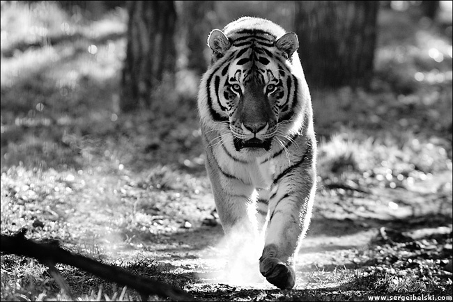 tiger tiger