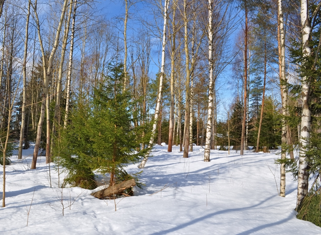 На опушке. Начало весны опушка лесок март Хельсинки forest March Helsinki