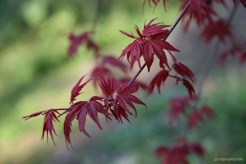 Acer japonica клeн