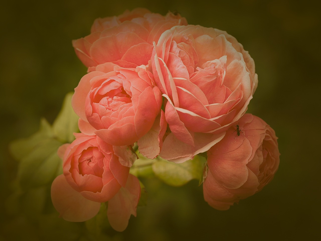Pomponella Роза флорибунда Pomponella Floribunda Rose природа красота краски макро цветы