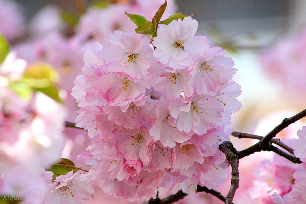 Sakura 