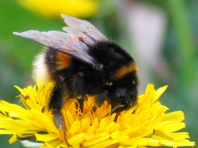 bzzz... 