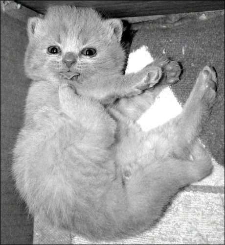а вот вам! :-) котенок британский плюшевый