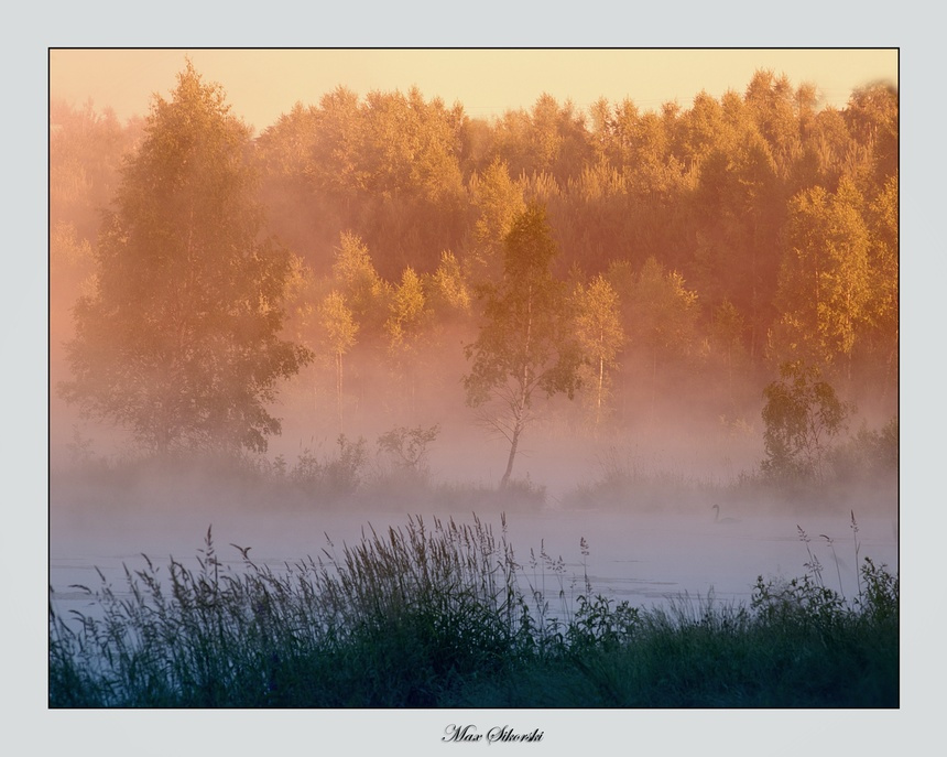 Foggy morning 