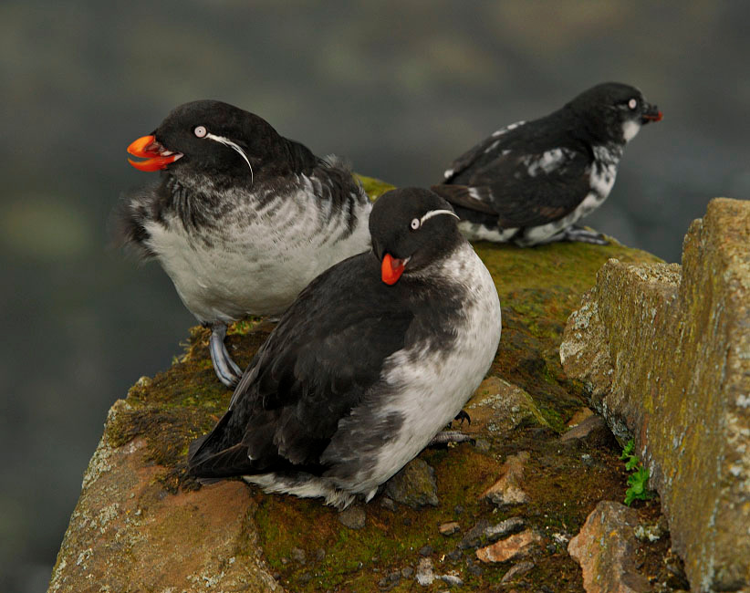 Иные Белобрюшка, Cyclorrhynchus psittacula, Parakeet Auklet, St. George Island, the Pribilofs, Bering Sea, Alaska